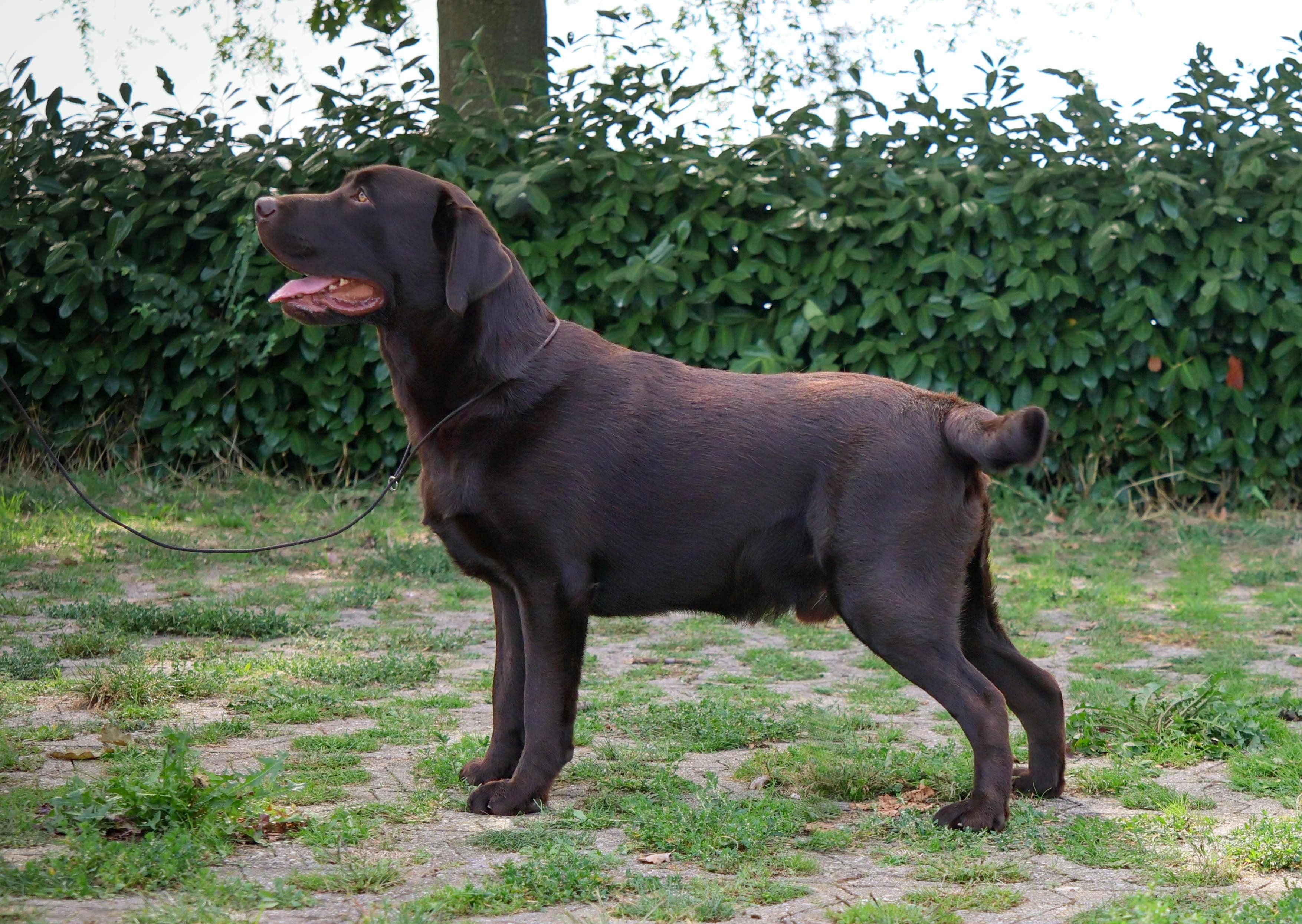 Elfo 2 