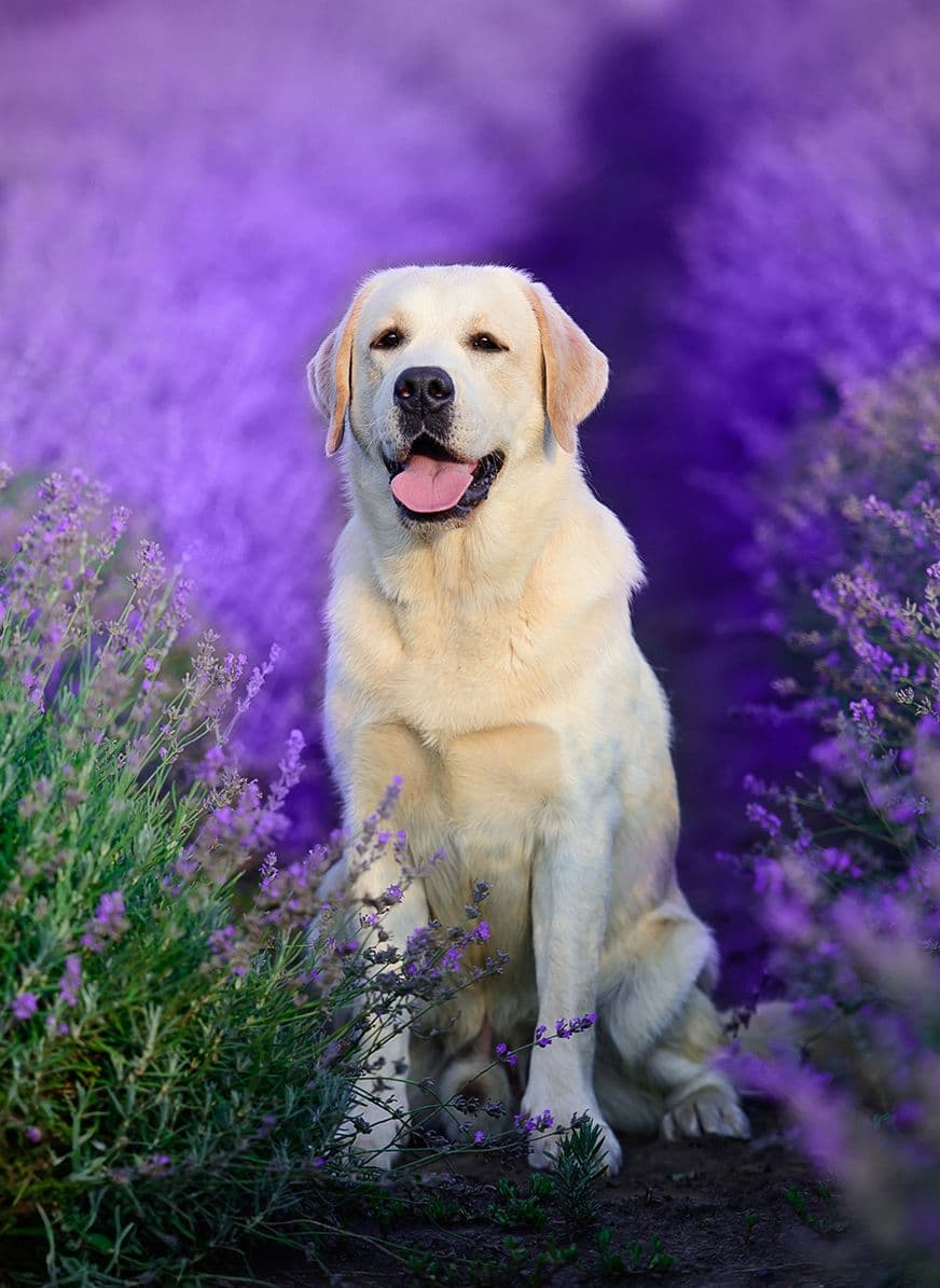 Dandy 1 