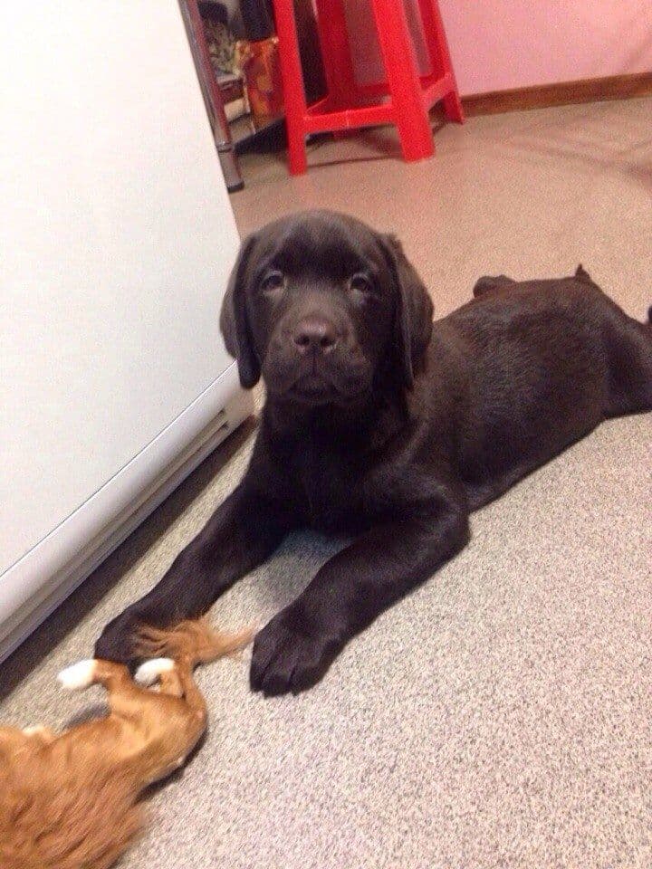 Backardy puppy 