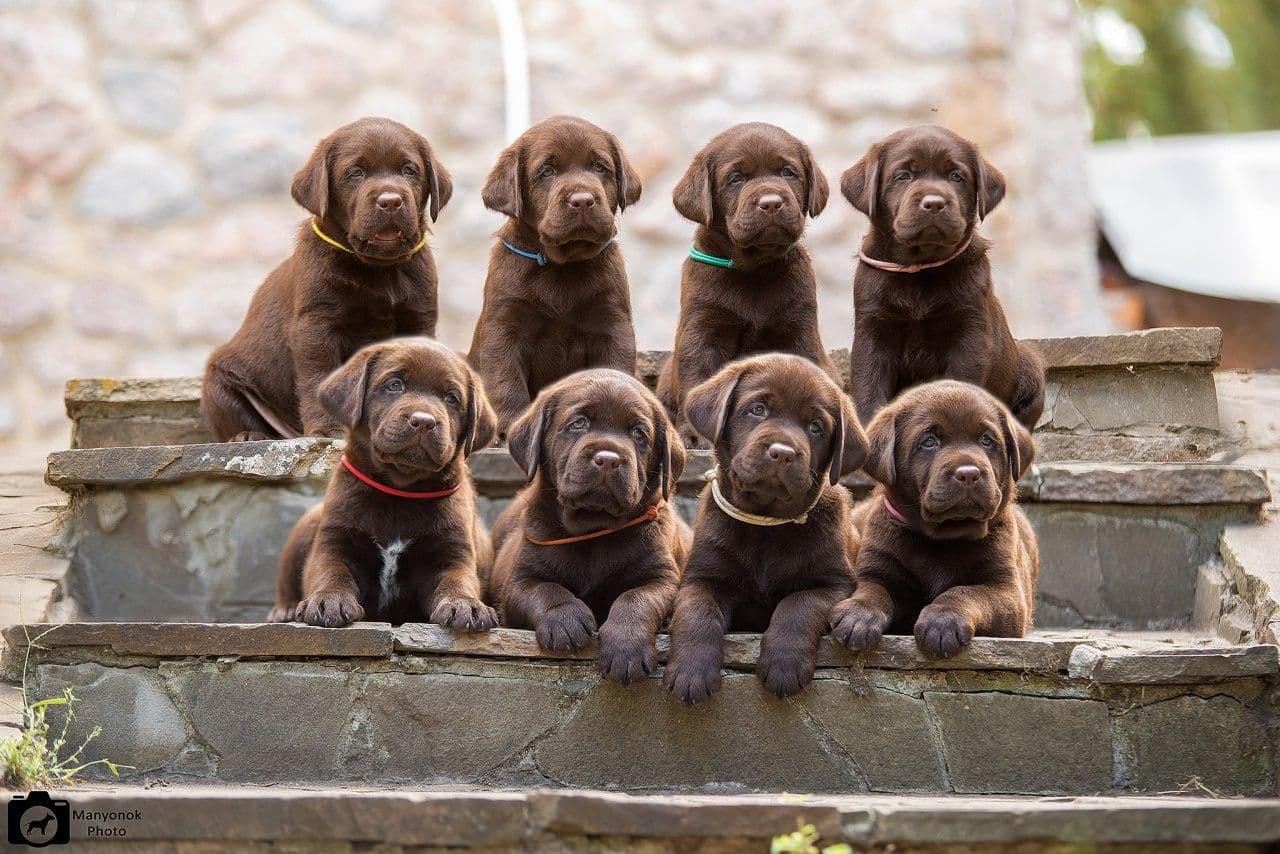 first puppies 